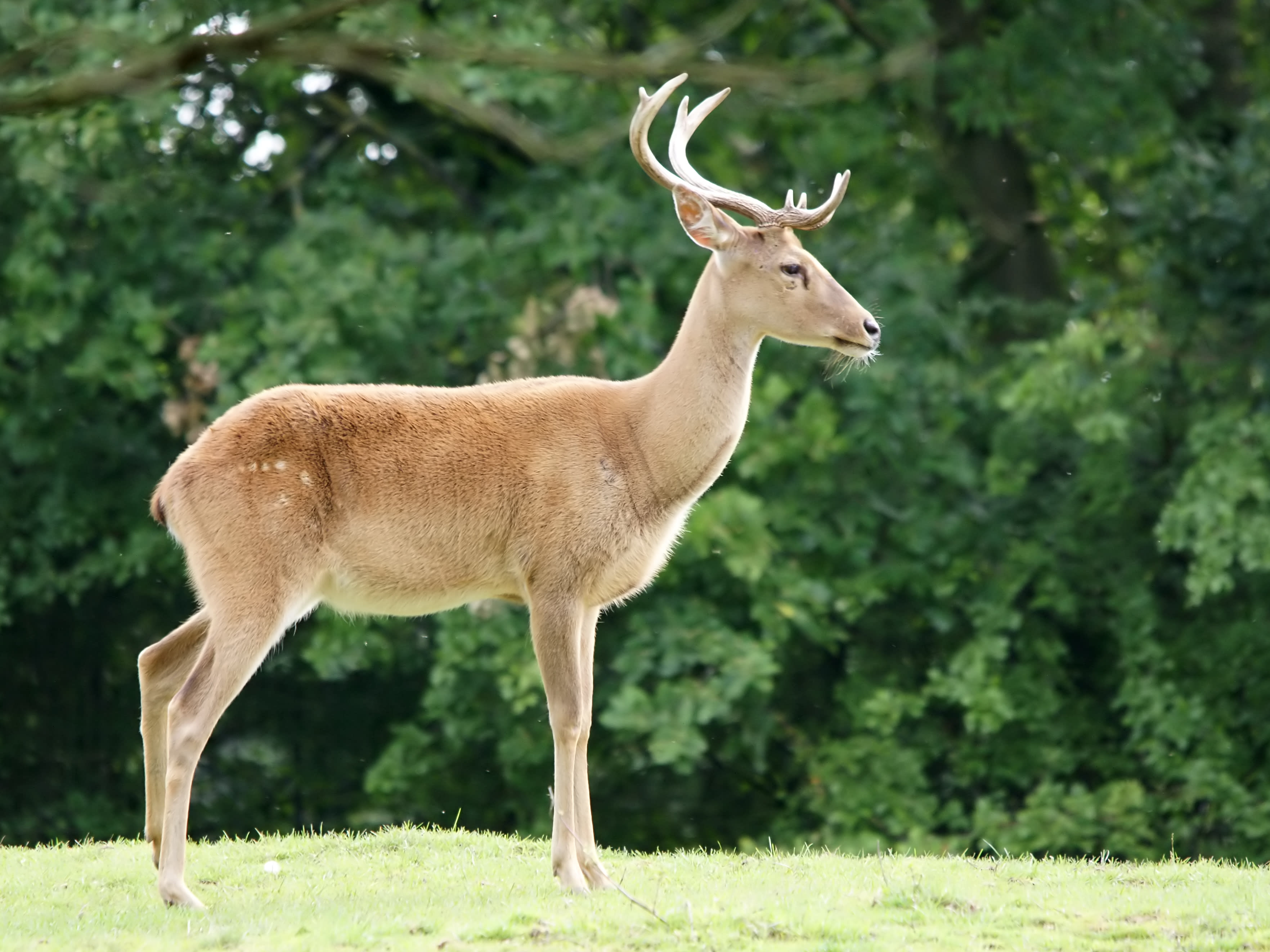 Eld's deer