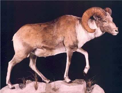 Gansu argali