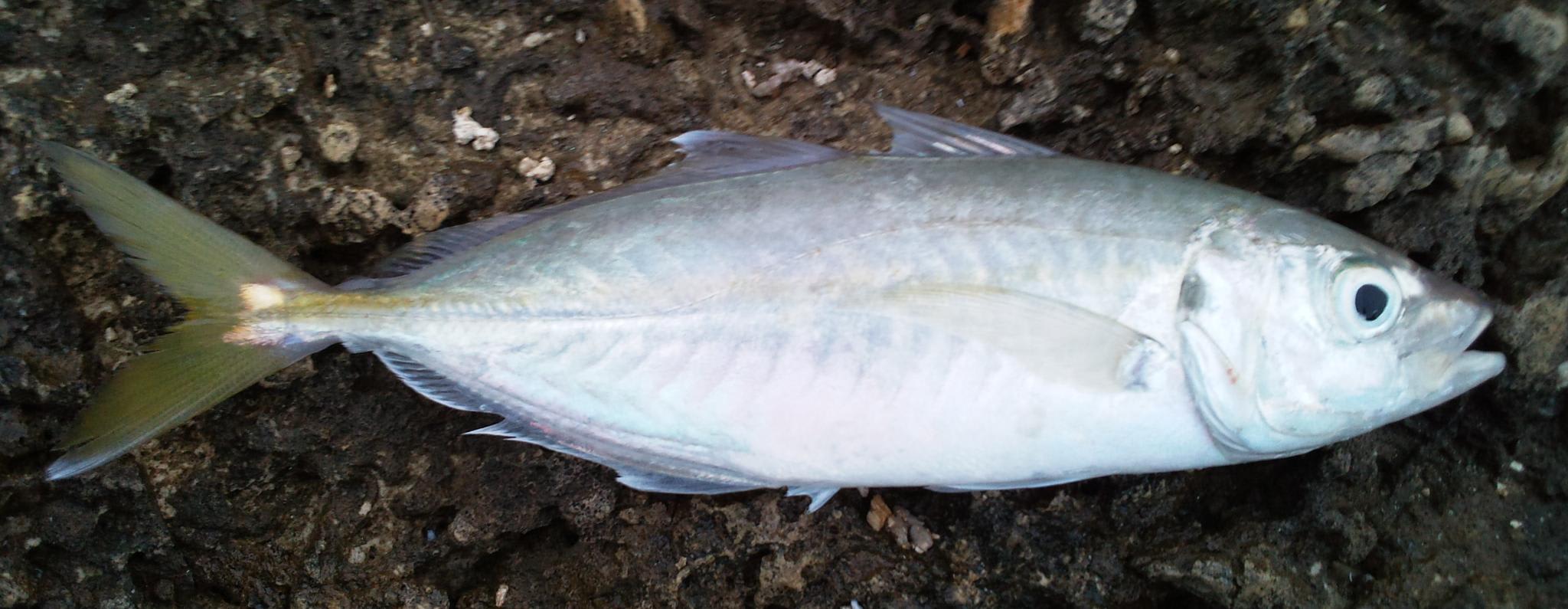 False scad