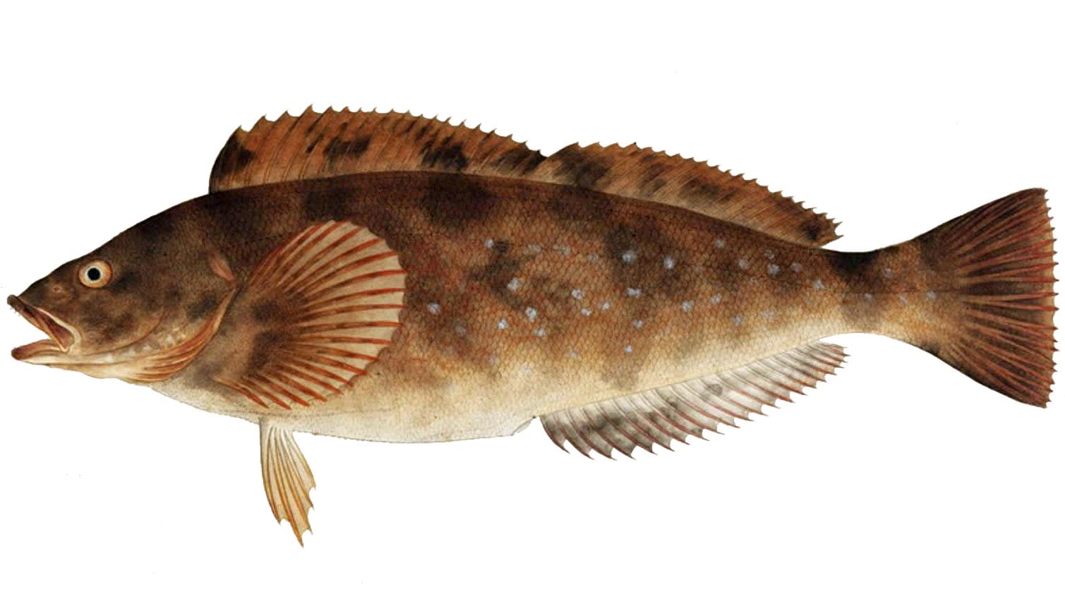 Fat greenling