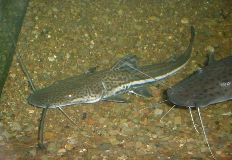 Firewood catfish