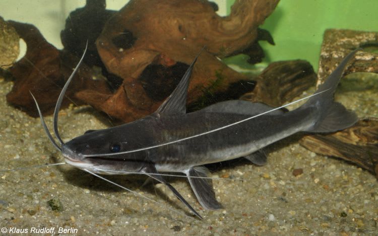 Flatwhiskered catfish