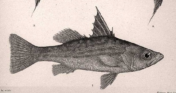 Forktail lates