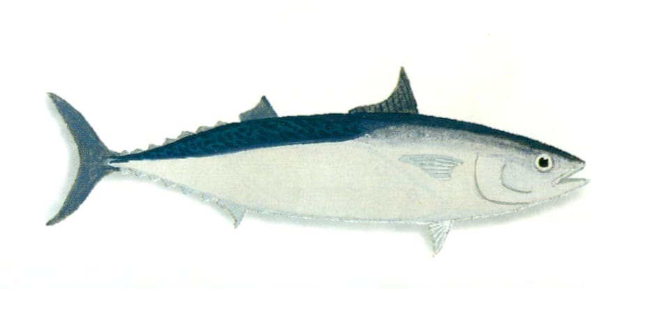 Frigate mackerel