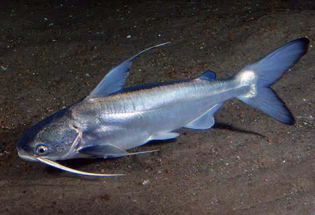 Gafftopsail catfish