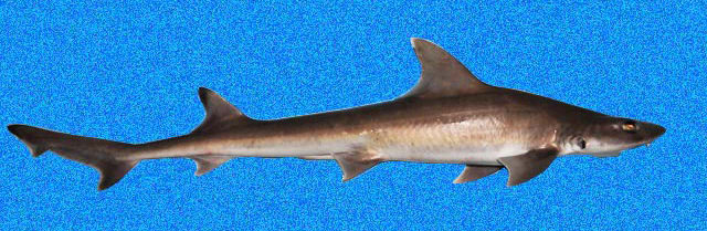 Florida smooth-hound