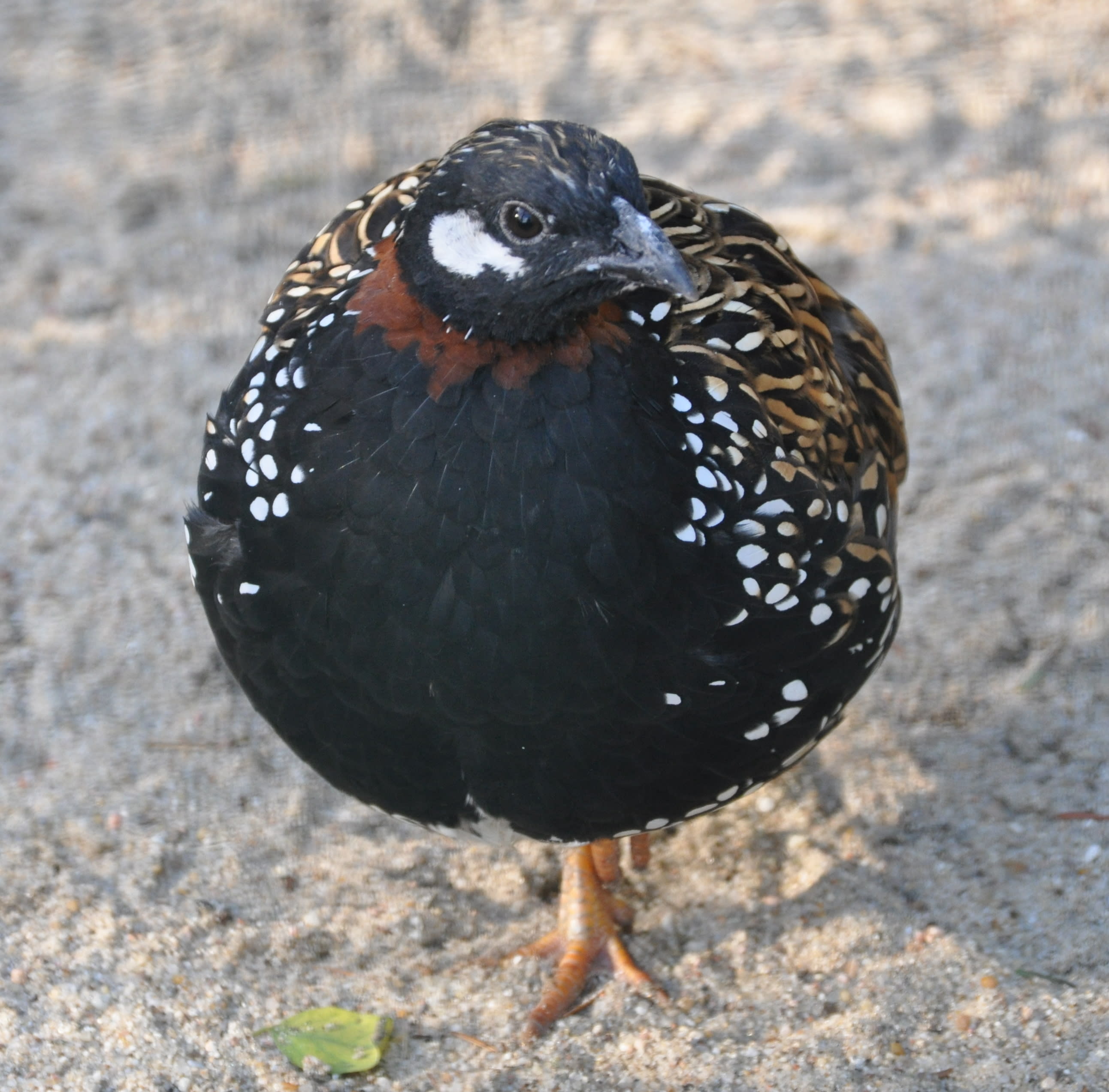 Francolin