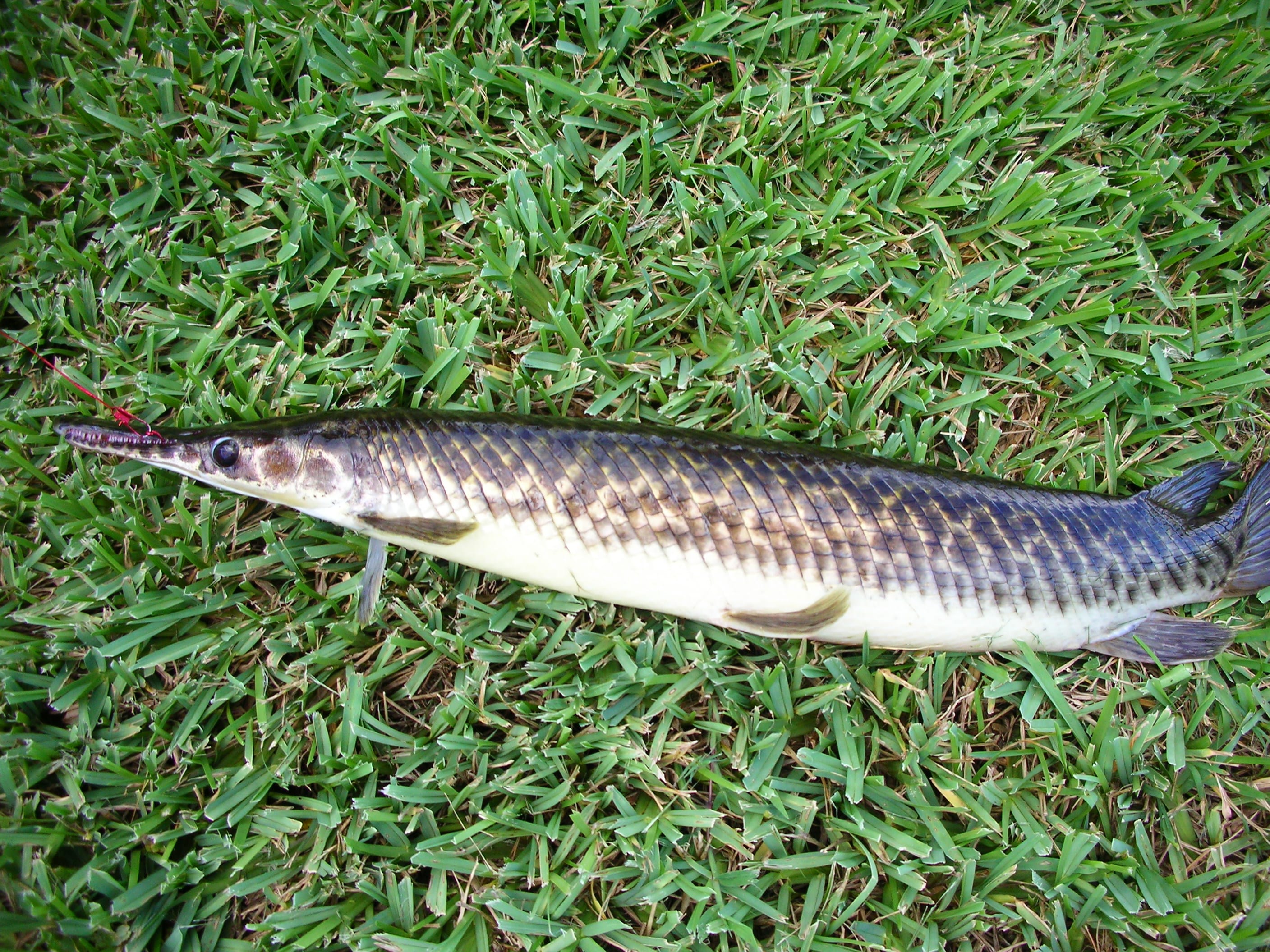 Florida gar