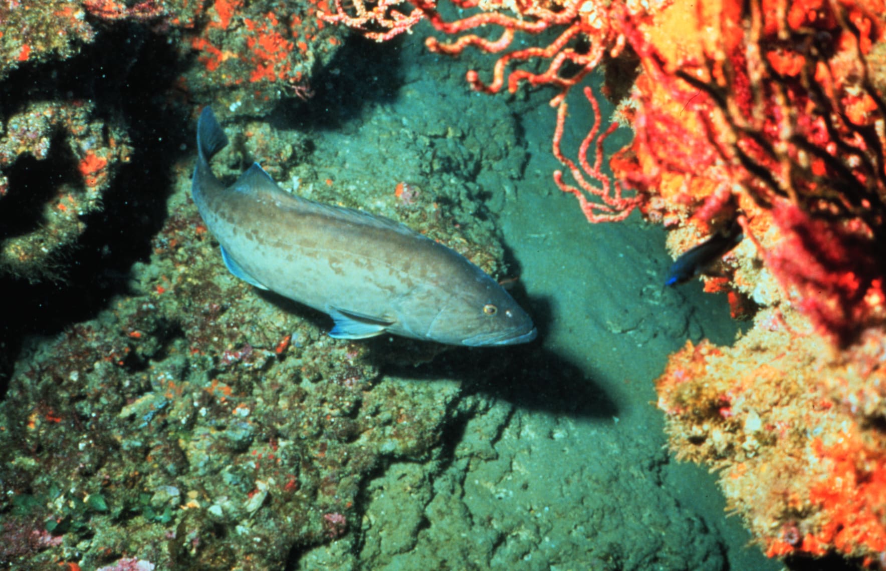 Gag grouper