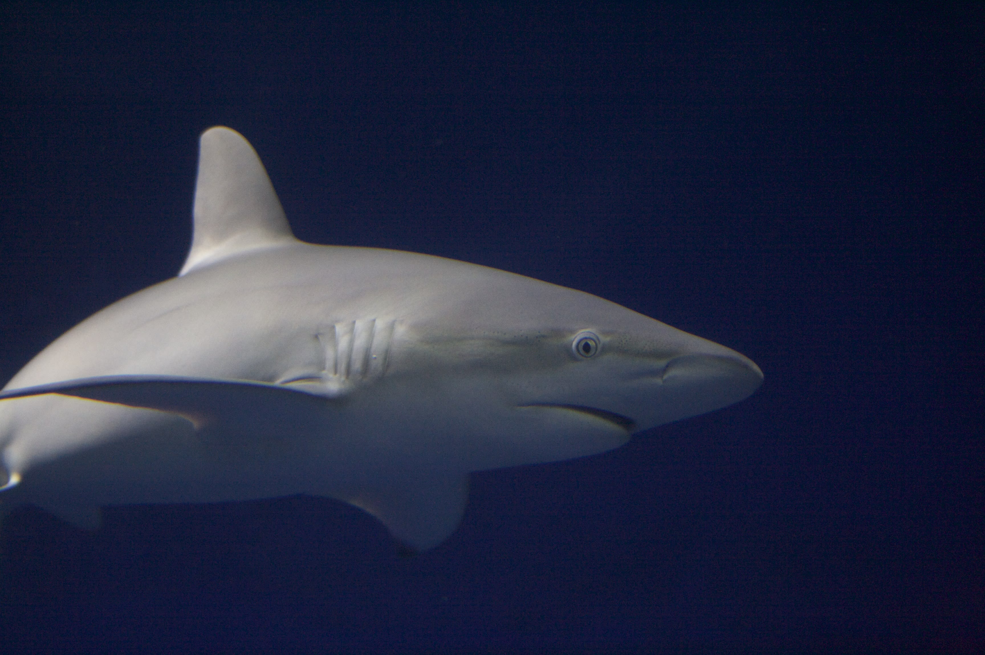 Galapagos shark