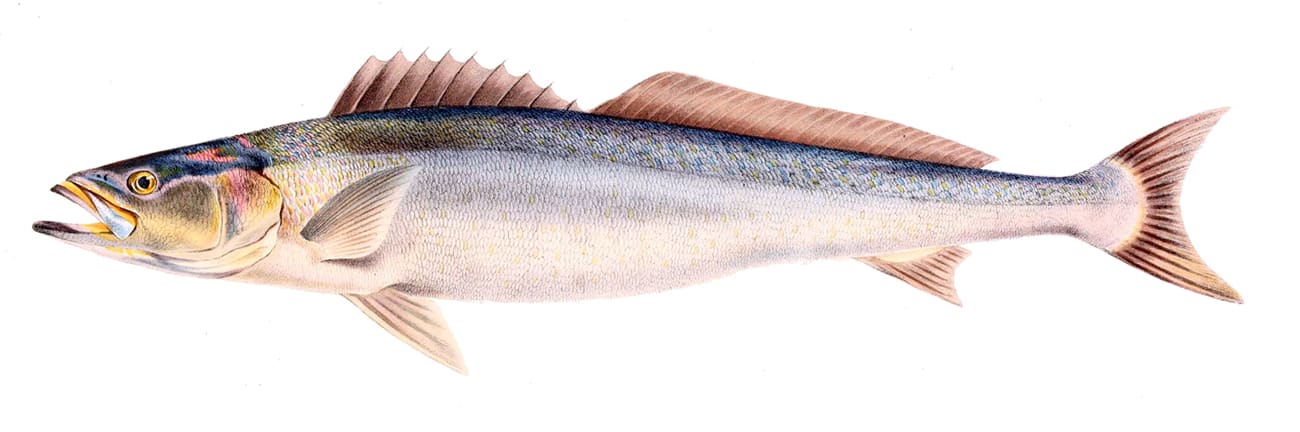 Geelbek