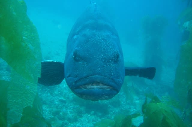 Giant sea bass