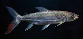 Giant tigerfish