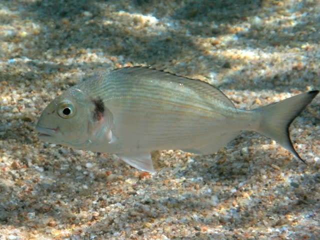 Gilt-head seabream