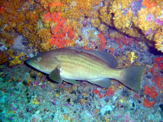 Goldblotch grouper