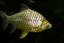 Golden belly barb