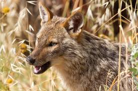 Golden Jackal