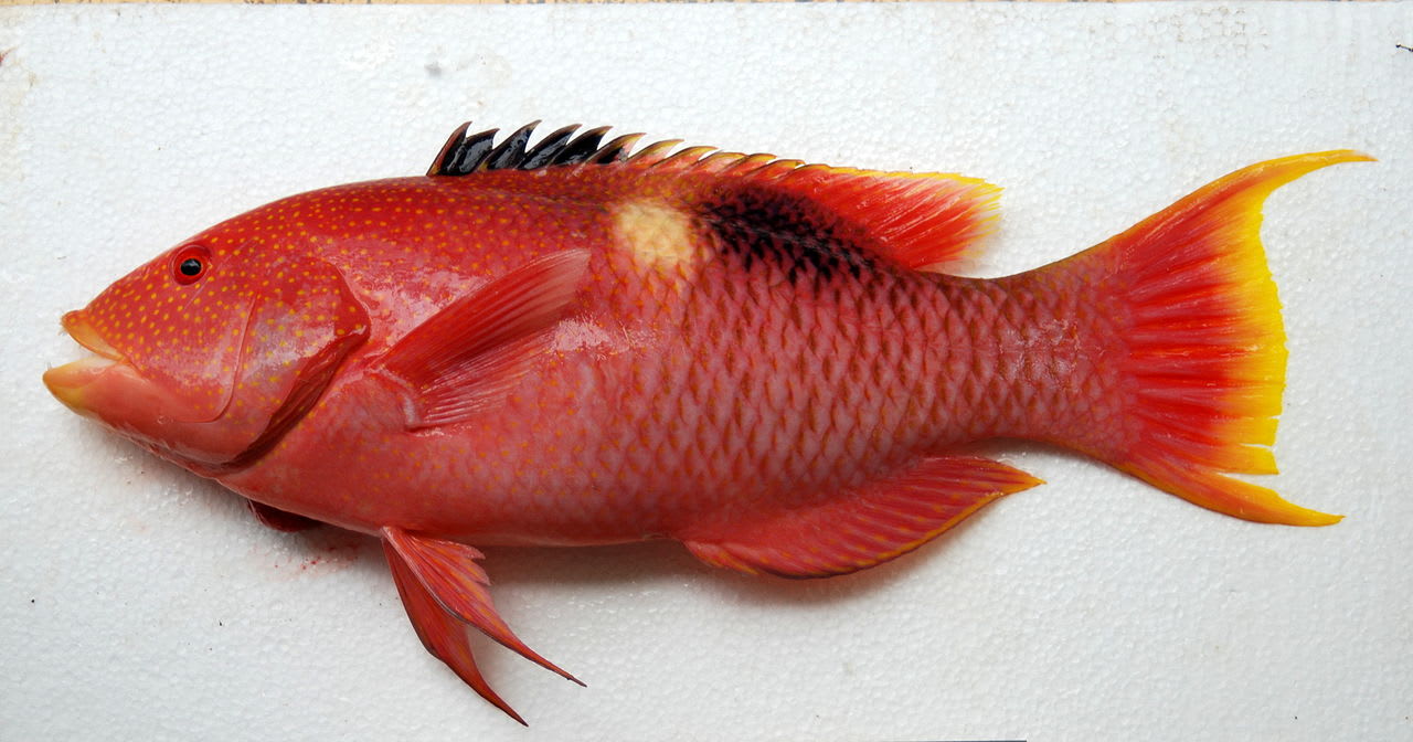 Golden-spot hogfish