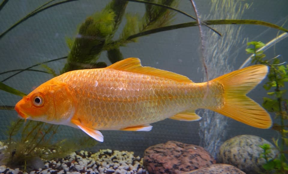 Goldfish-Carp hybrid