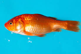 Goldfish