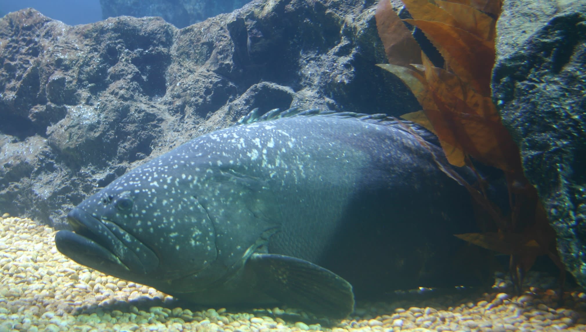 Giant grouper