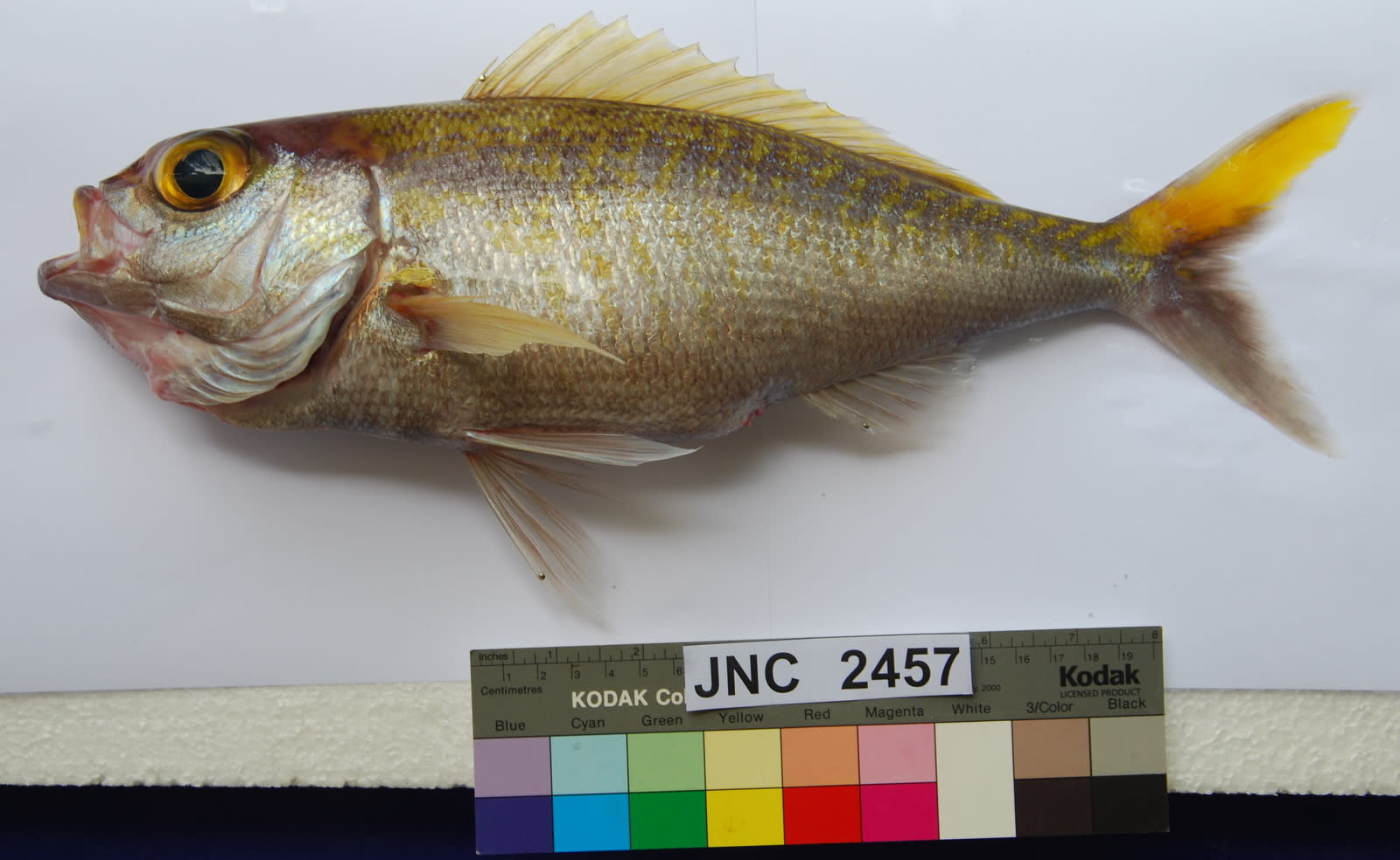 Goldflag jobfish