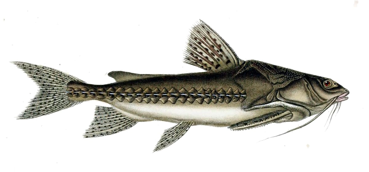 Granulated catfish