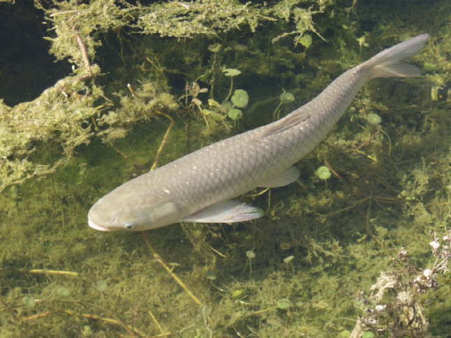 Grass carp