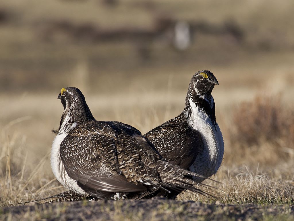 Greater sage grouse