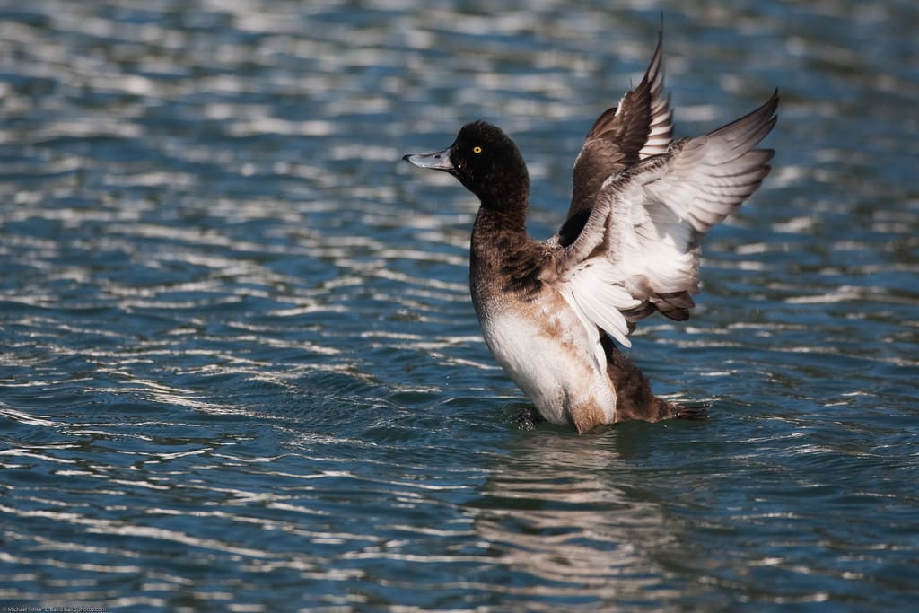 Greater scaup duck