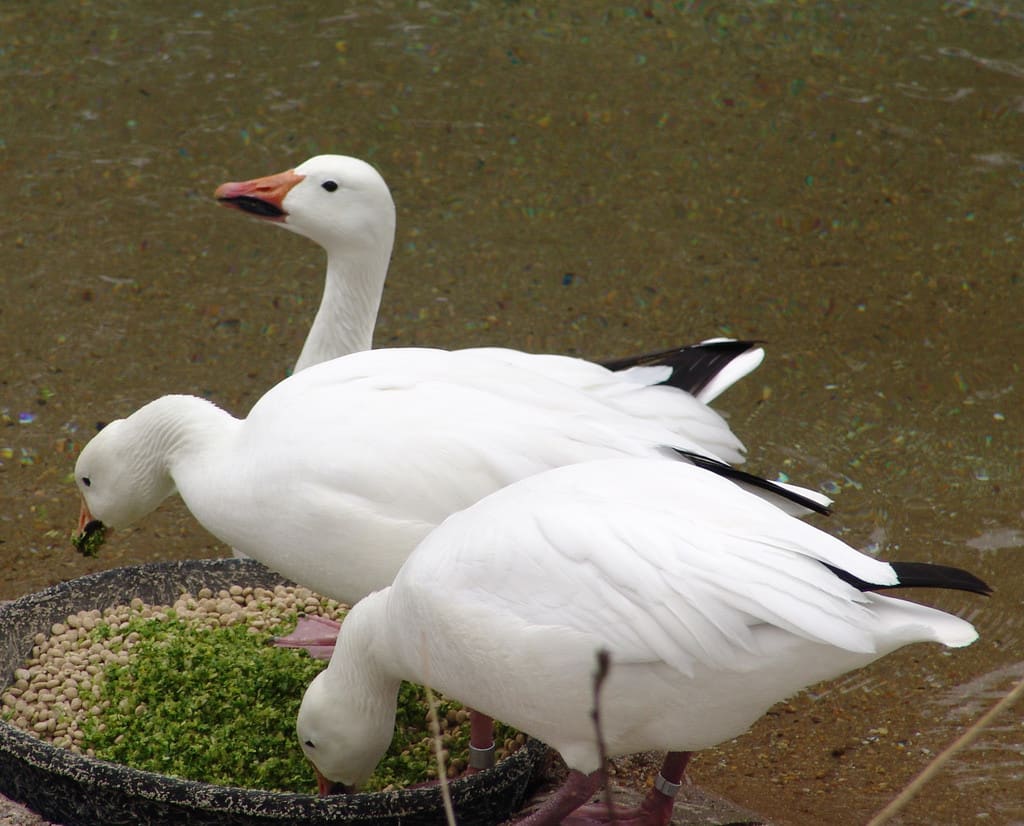 Snow goose