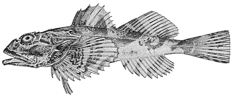 Great sculpin