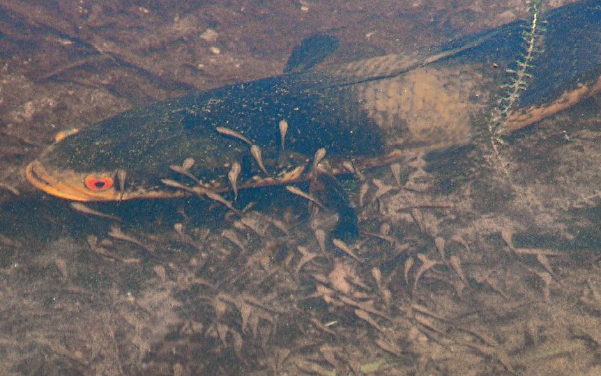 Great snakehead