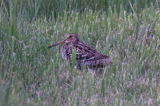 Great snipe