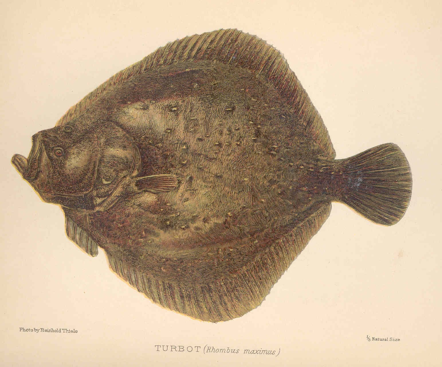 Greenland halibut