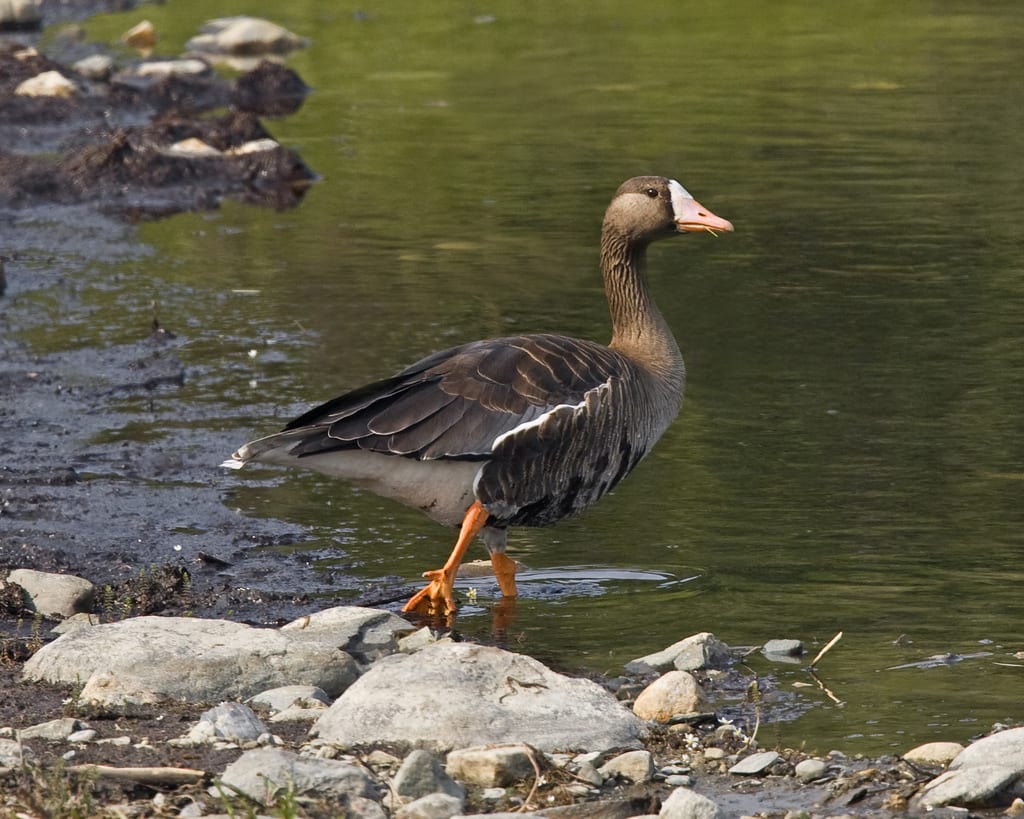 Greater white-fronted goose