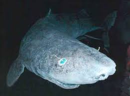 Greenland shark