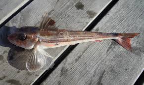 Grey gurnard