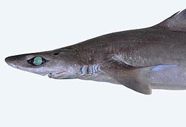 Gulper shark