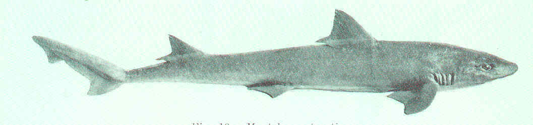 Gummy shark