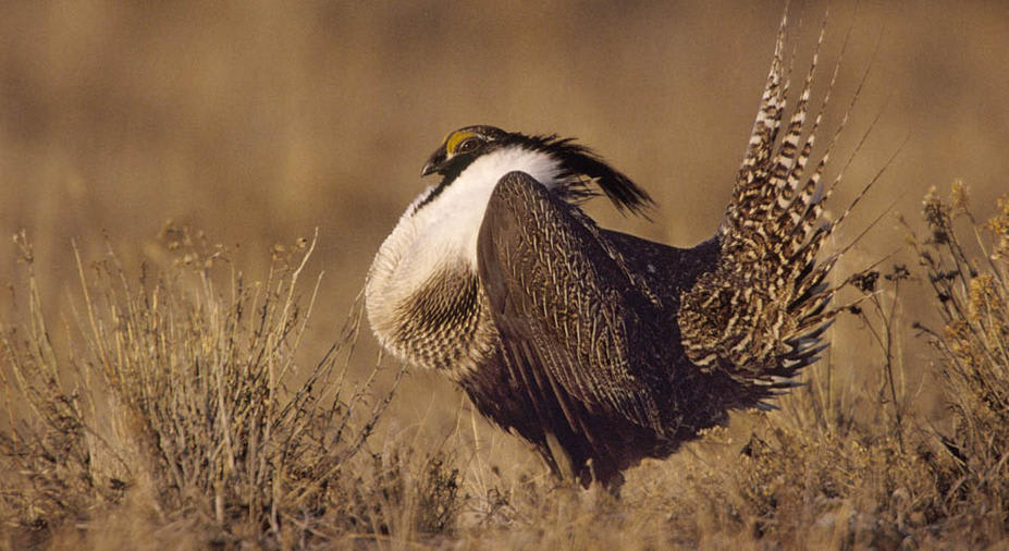 Gunnison sage grouse