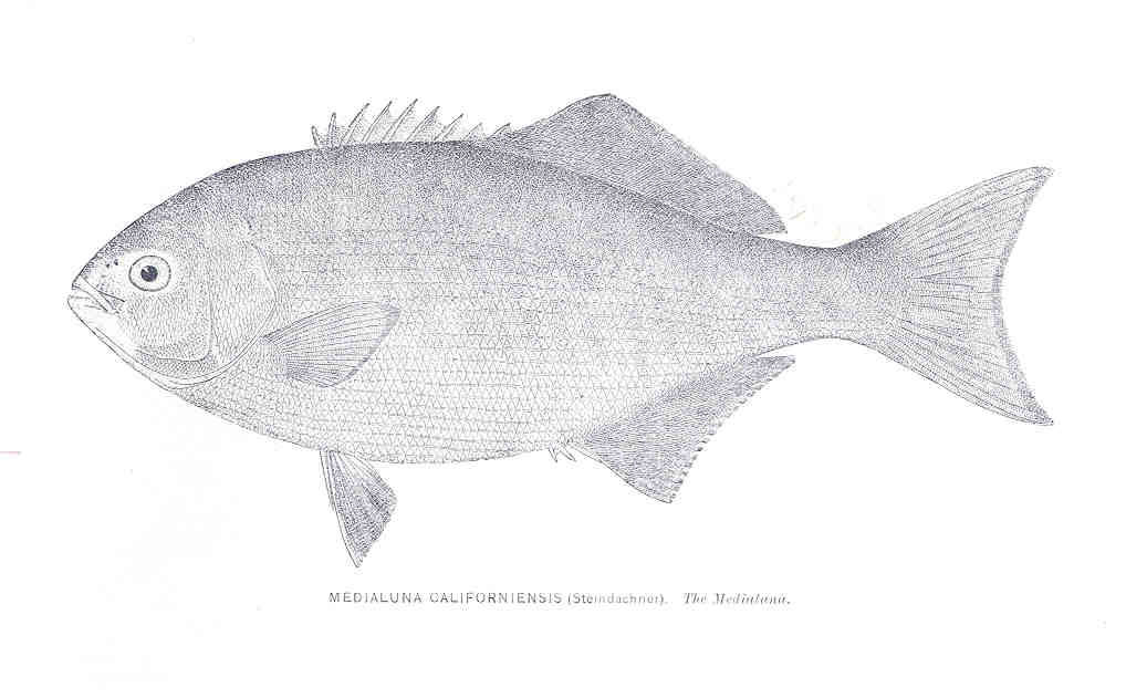 Halfmoon