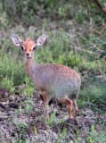 Harar dik-dik