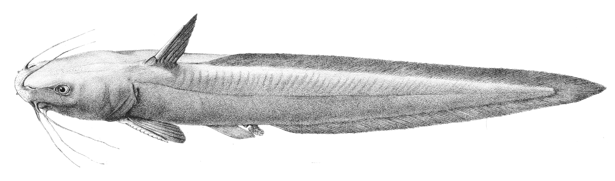 Grey eel catfish