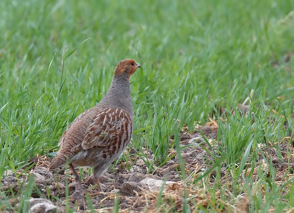 Grey partridge
