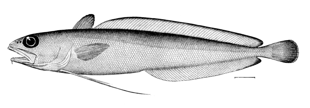 Gulf hake