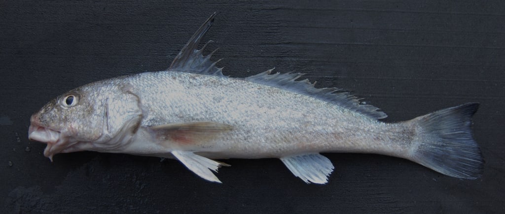 Gulf kingfish