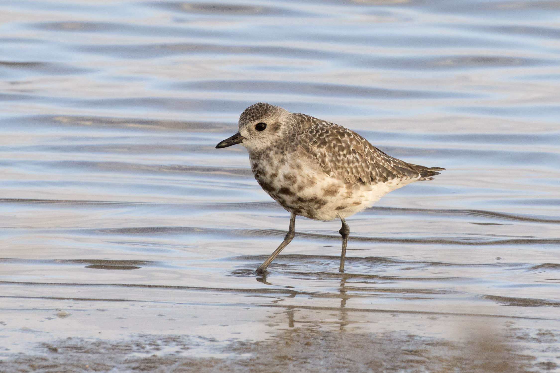 Grey plover
