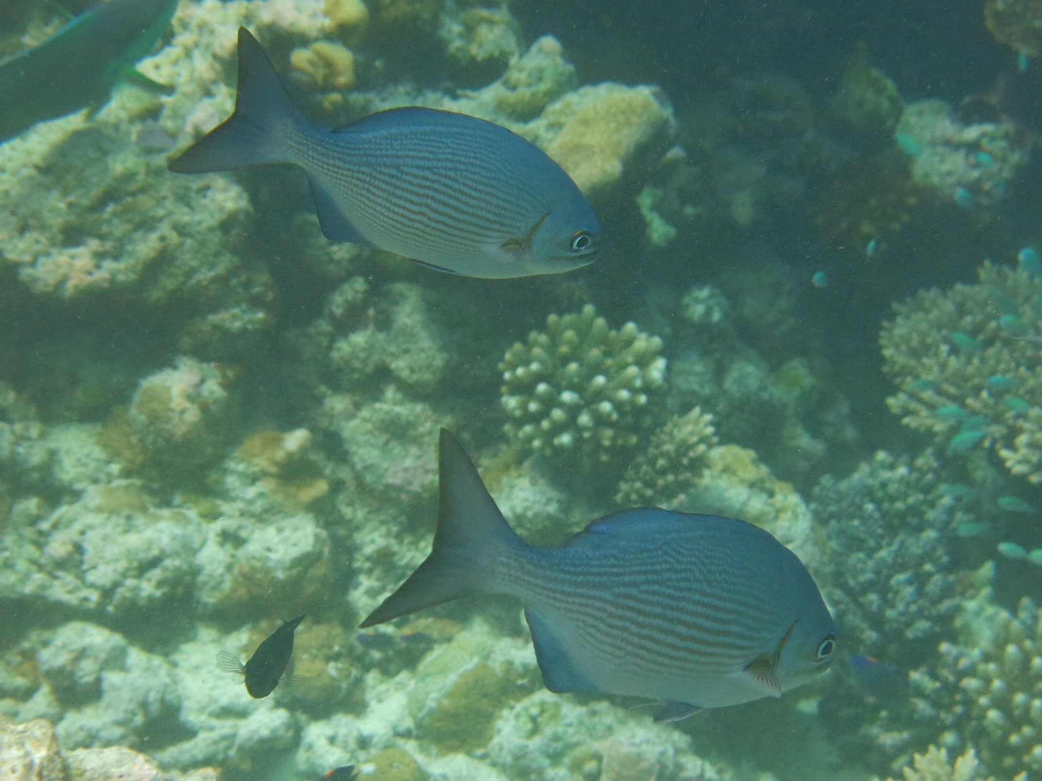 Grey sea chub