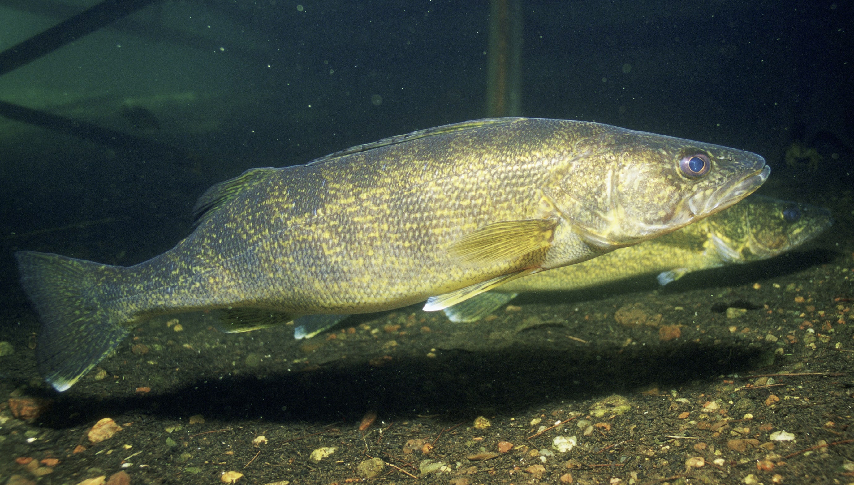 Guadalupe bass